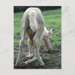 Snacking Colt Briefkaart