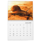 Snagels wandkalender kalender (Jan 2026)