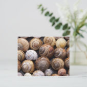 Snagelschalen Briefkaart (Staand voorkant)