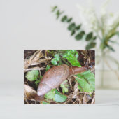 Snail Mail Briefkaart Postcrossing (Staand voorkant)