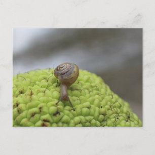 Snail op een hedgeappel #7 briefkaart