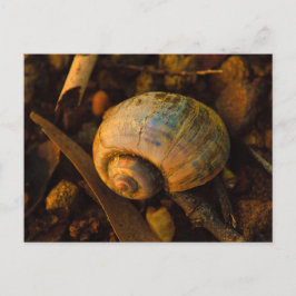 Snail Shell bij Rocky Shore Sunset Briefkaart