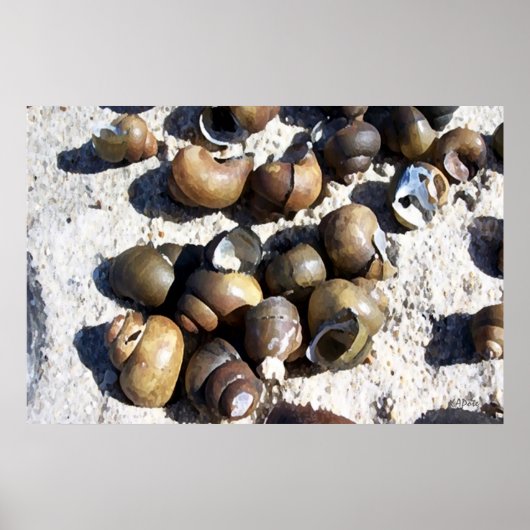 SNAIL Shells Poster (Voorkant)