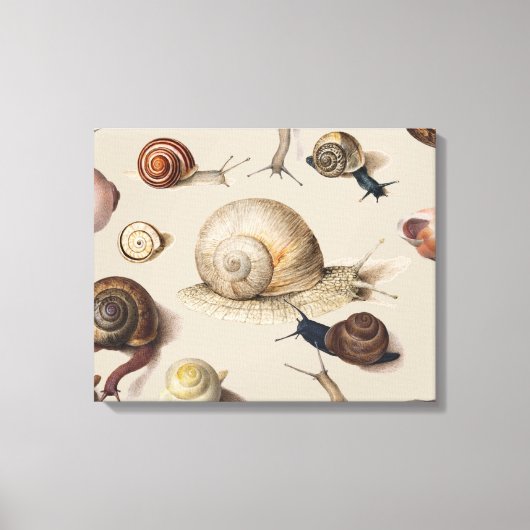 Snail Slug Garden Pet Gastropod Botanical Snails Canvas Afdruk (Voorkant)
