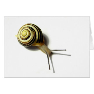 SNAIL VAN JUNGLEWALK.COM