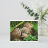 Snails Love Kiss Carte postale (Debout devant)