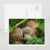 Snails Love Kiss Carte postale (Devant / Derrière)