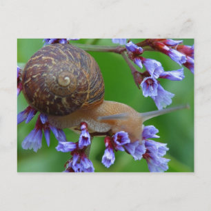 SNAILSTROOM BRIEFKAART