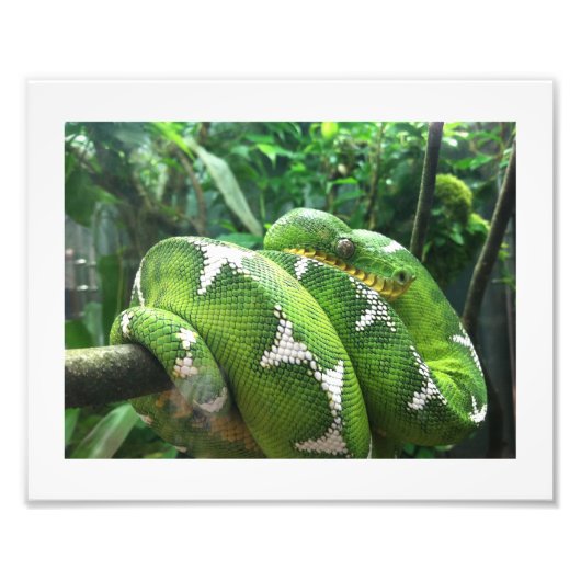 Snake Afbeelding Foto Afdruk (Voorkant)