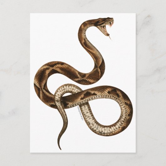  Snake Illustration Fangs Briefkaart (Voorkant)