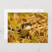 Snake in de gras briefkaart (Voorkant / Achterkant)