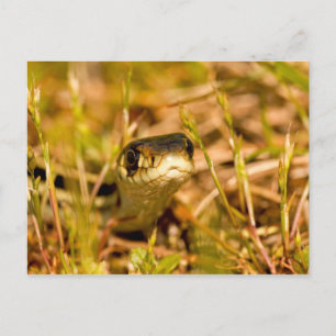 Snake in de gras briefkaart