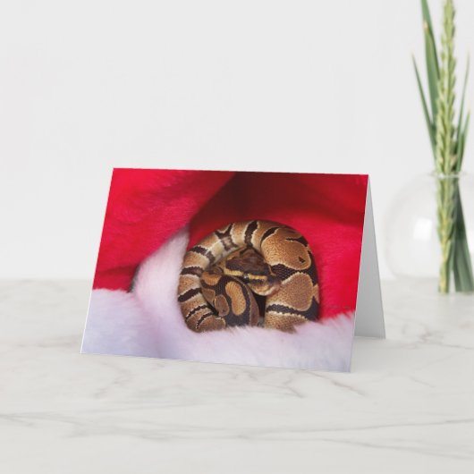 Snake krulde in Santa hat, ball python Feestdagen Kaart (Voorkant)