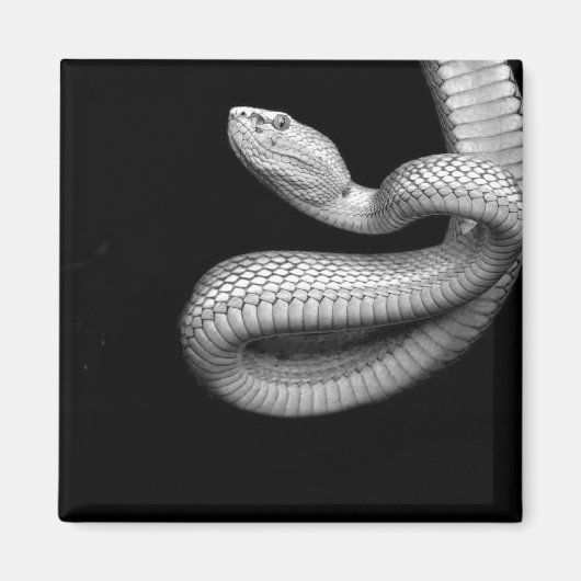 Snake Magneet (Voorkant)