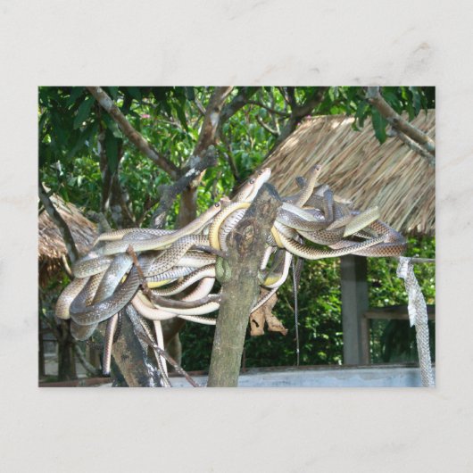 Snake Nest Briefkaart (Voorkant)