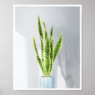 Snake plant, schoonmoeder, Sansevieria Poster