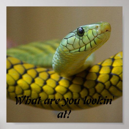 Snake Poster (Voorkant)