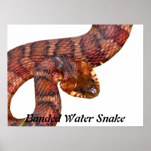 Snake Poster