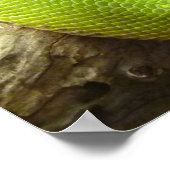 Snake Poster (Hoek)