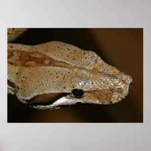 Snake Poster