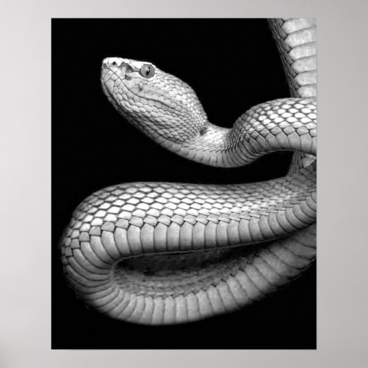 Snake Poster (Voorkant)