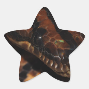 Snake Ster Sticker