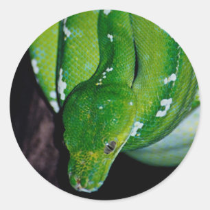 Snake Stickers