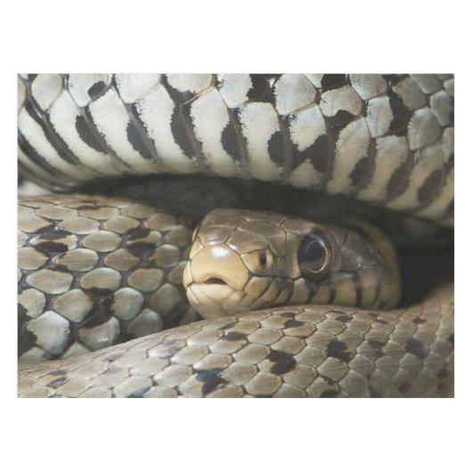 Snake Tafelkleed (Voorkant (Horizontaal))