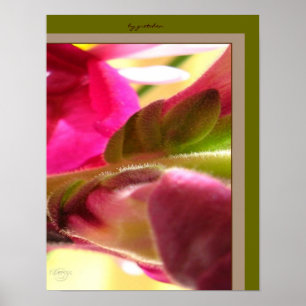 Snapdragon Blossom Close PhotoPoster by gretchen Poster