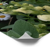 Snapdragon Daisy Floral Flower Poster (Coin)