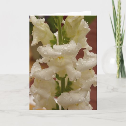 Snapdragon dans le carte pour notes de pluie (Devant)
