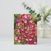 Snapdragon Flowers Briefkaart (Staand voorkant)