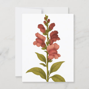 Snapdragon - Graciousness, misleiding Briefkaart