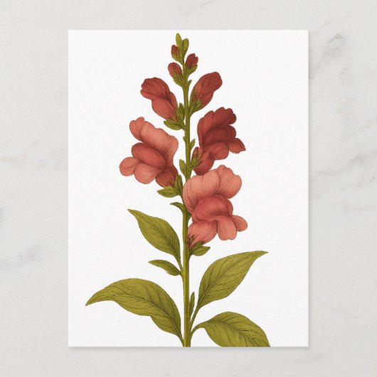 Snapdragon - Graciousness, misleiding Briefkaart (Voorkant)