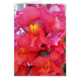 Snapdragon-kaart (leeg binnenin)