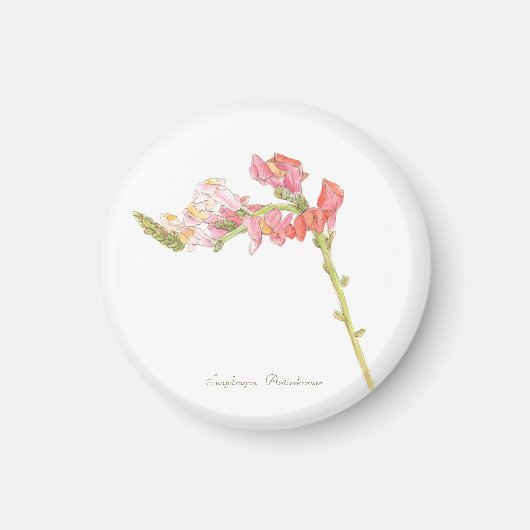 Snapdragon Magnet Magneet (Voorkant)