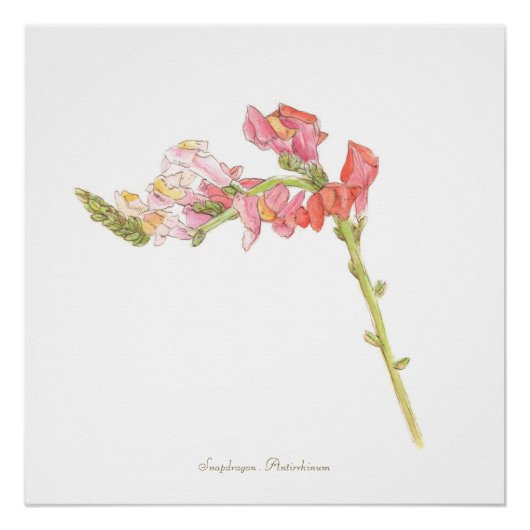 Snapdragon Print, Poster Perfect Poster (Voorkant)