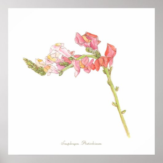 Snapdragon Print, Value Poster Paper (Matte) (Voorkant)