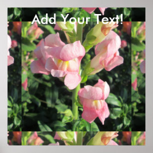 Snapdragon roze ventilator poster