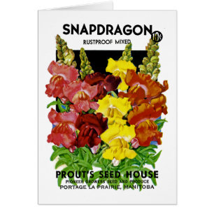 Snapdragon Seed Packet