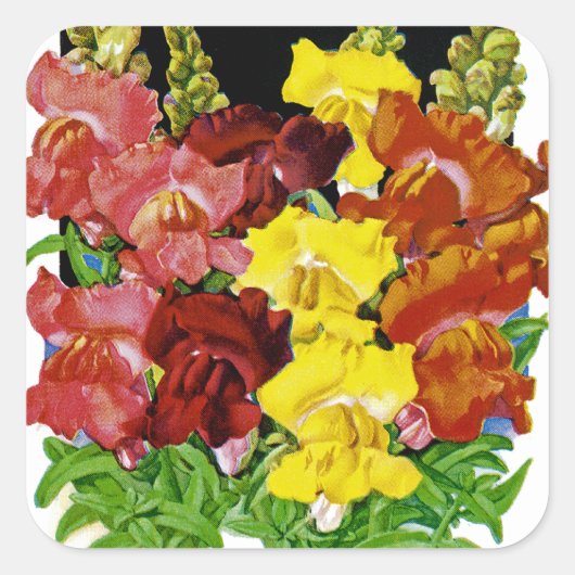 Snapdragon  Seed Packet Vierkante Sticker (Voorkant)