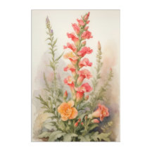 Snapdragon Splendor