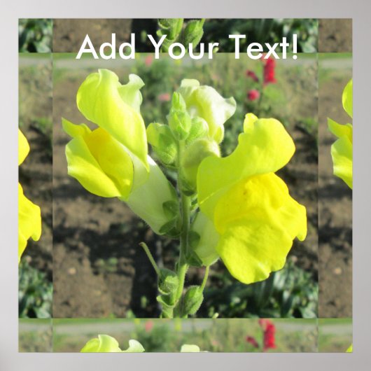 Snapdragon Yellow Flower Poster (Voorkant)