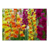 Snapdragons colorés floraux (Devant horizontal)
