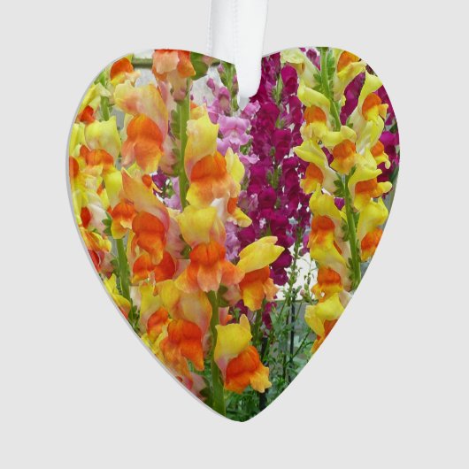 Snapdragons colorés floraux (devant)