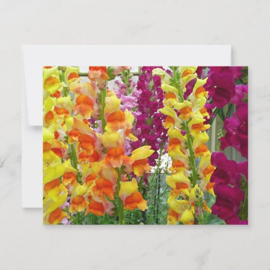 Snapdragons Colorful Floral (Voorkant)