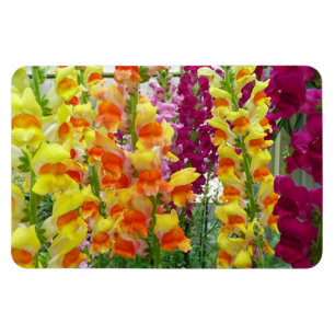 Snapdragons Colorful Floral Magneet
