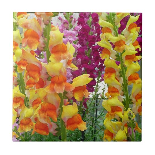 Snapdragons Colorful Floral Tegeltje (Voorkant)