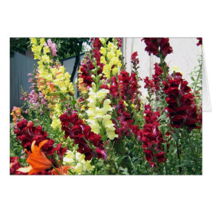 Snapdragons de fusées gras