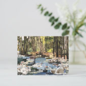 Snappapier "Swans on the River" met Willowcatdesig Briefkaart (Staand voorkant)